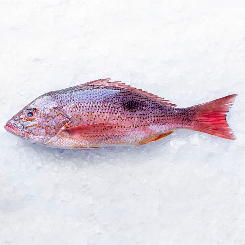 Spotted Rose Snapper Whole